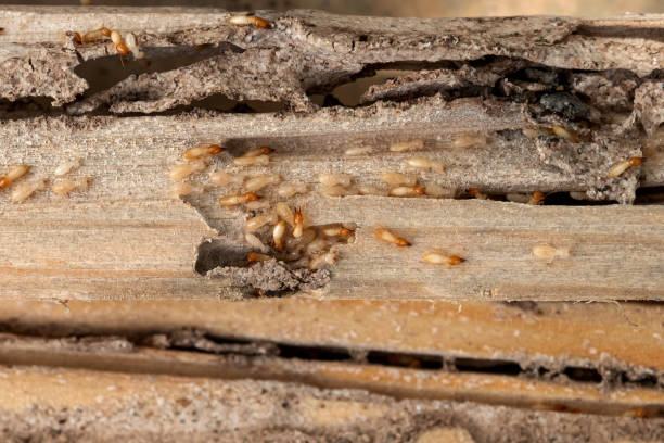 Best Cockroach Control Services  in Fairfax, VA